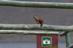 Cinclodes albidiventris