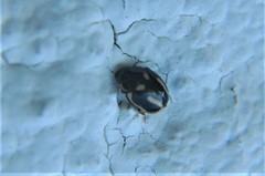 Hyperaspis trifurcata