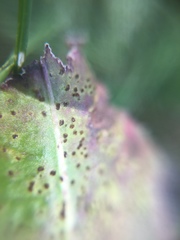 Puccinia taraxaci