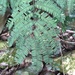Senegalia pennata - Photo (c) biobank-lantauhk, algunos derechos reservados (CC BY-NC), subido por biobank-lantauhk