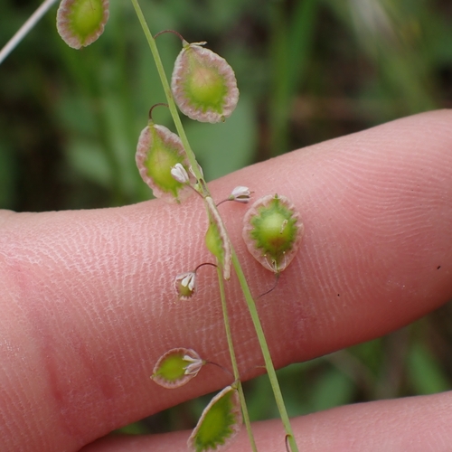 Image of Thysanocarpus curvipes by no rights reserved