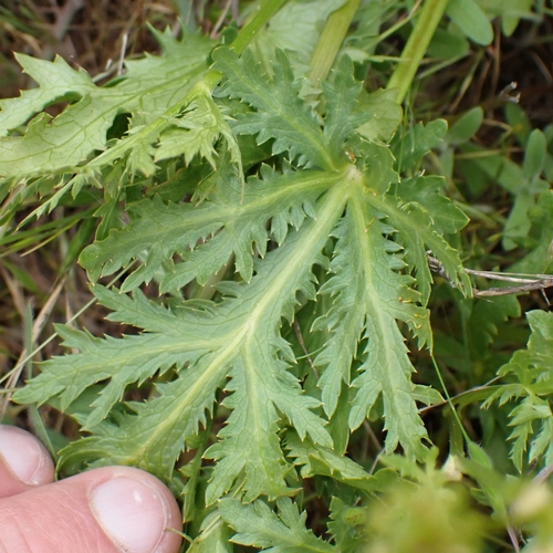 Image of Sanicula arguta by no rights reserved