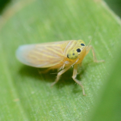 Graminella villica