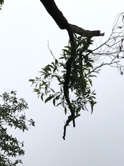 Acacia auriculiformis