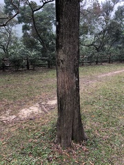 Acacia auriculiformis