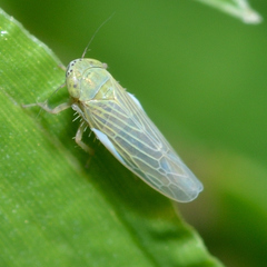 Graminella nigrifrons