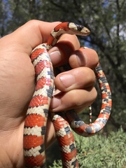 Lampropeltis pyromelana