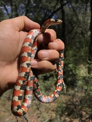 Lampropeltis pyromelana