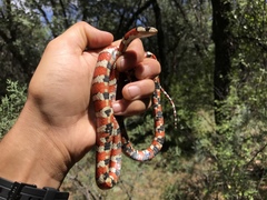 Lampropeltis pyromelana