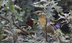 Icterus bullockii