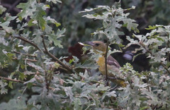 Icterus bullockii