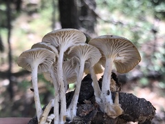 Gerronema subclavatum