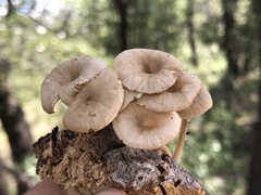 Gerronema subclavatum