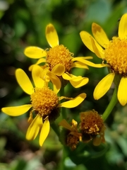 Senecio triangularis