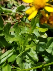 Senecio triangularis