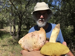 Butyriboletus pulchriceps