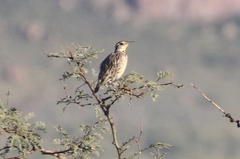 Sturnella magna lilianae