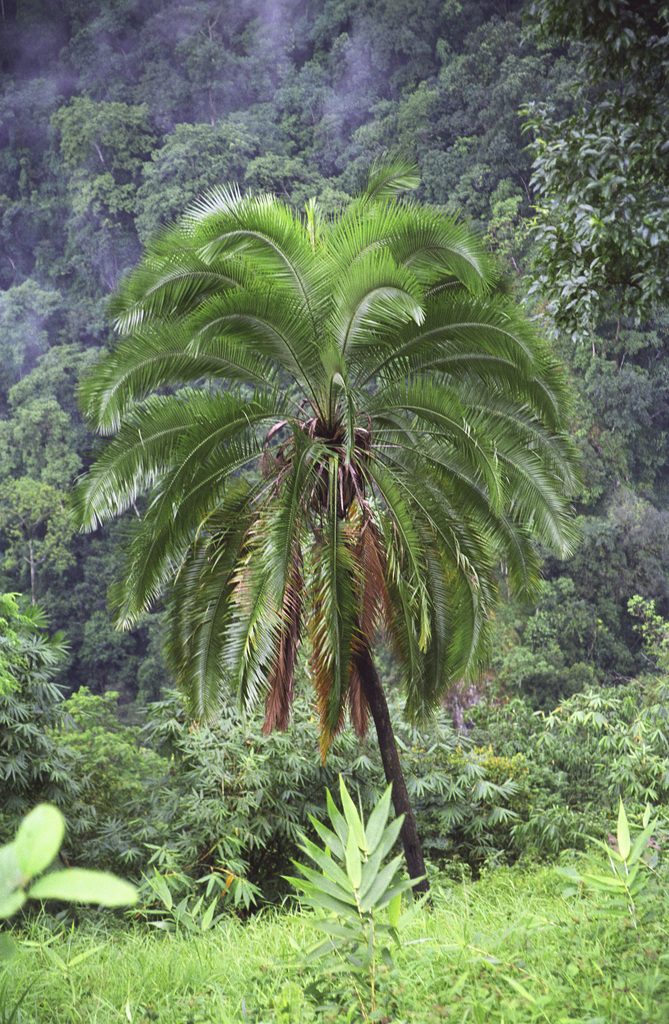 Cliff date palm