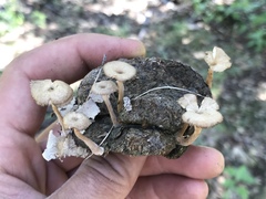 Gerronema subclavatum