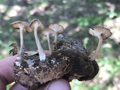 Gerronema subclavatum