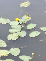 Nuphar ulvacea