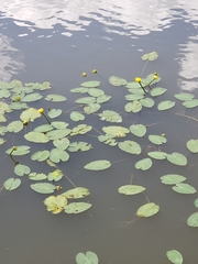 Nuphar ulvacea