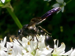 Zethus spinipes spinipes