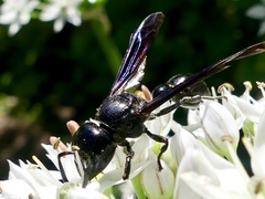 Zethus spinipes spinipes