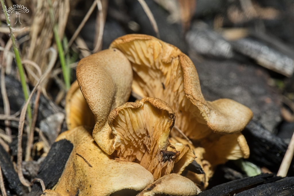 Tapinella panuoides · May 2025 · photo: © robbiebgraham (iNaturalist, cc0)