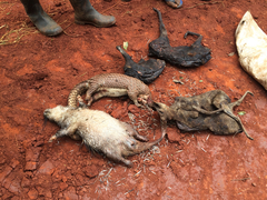 Phataginus tricuspis