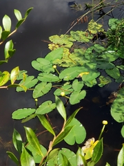 Nuphar ulvacea