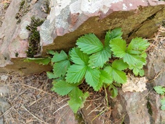Fragaria vesca americana