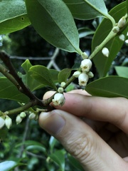 Diospyros morrisiana
