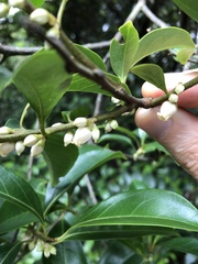 Diospyros morrisiana