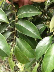 Diospyros morrisiana