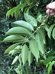 Diospyros morrisiana