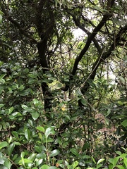 Diospyros morrisiana