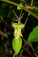 Passiflora bryonioides