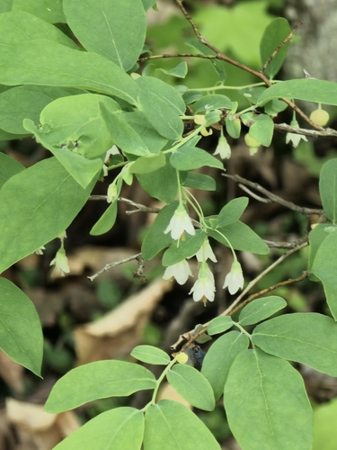 Leroy Smith Nature Trail