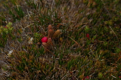 Phlegmariurus crassus