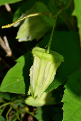 Passiflora bryonioides