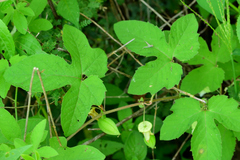 Passiflora bryonioides