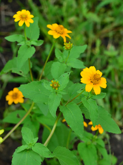 Heliopsis annua