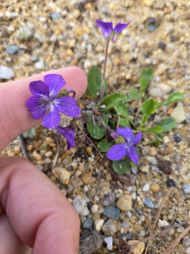 Image of Viola fimbriatula by (c) Luanne Johnson, some rights reserved (CC BY)