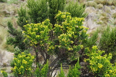 Monticalia arbutifolia