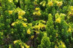 Monticalia arbutifolia