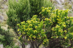 Monticalia arbutifolia