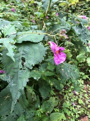 Impatiens textorii