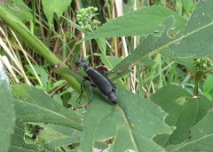 Epicauta cinerea-group