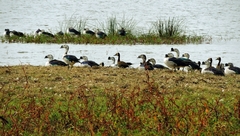 Sarkidiornis melanotos